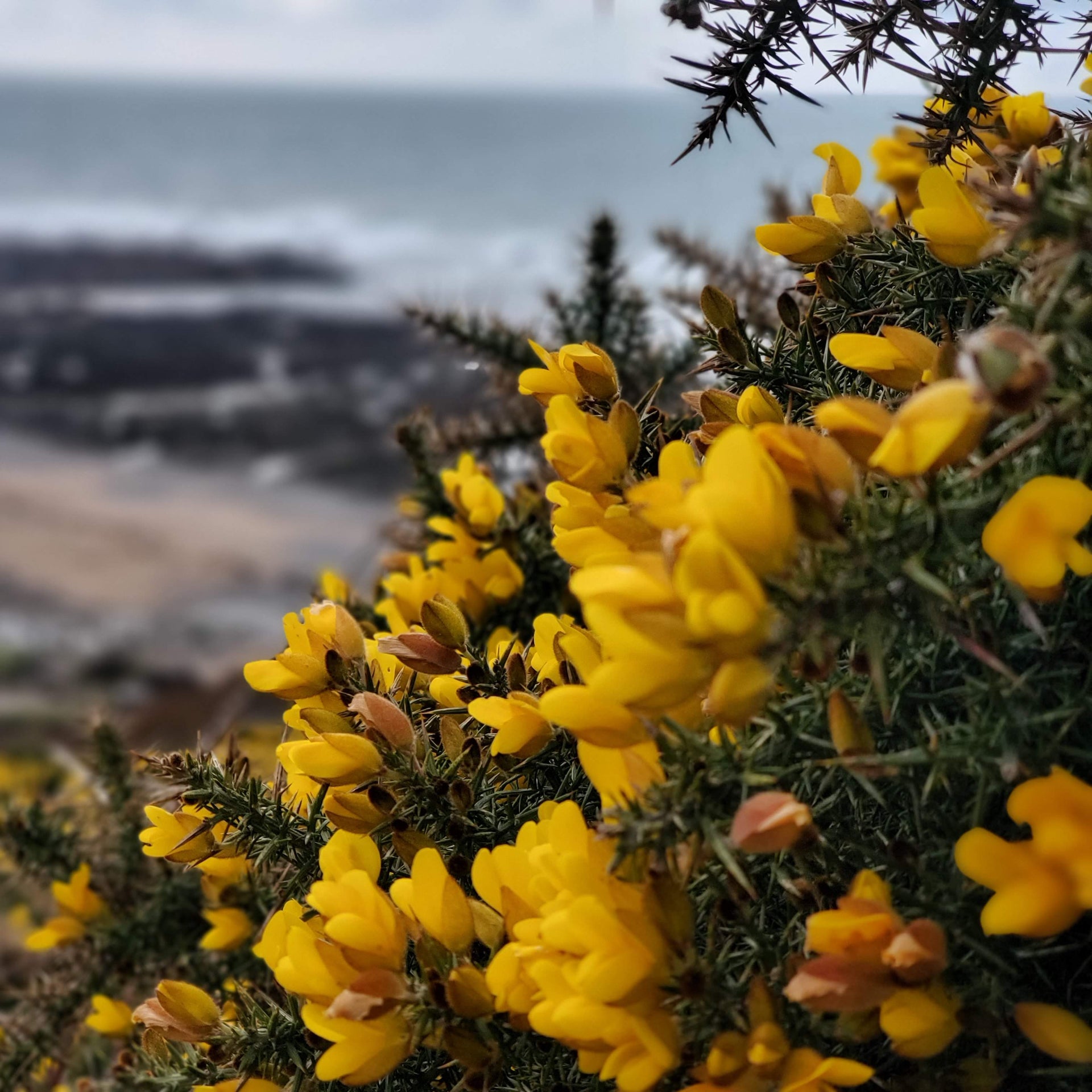 Liquid sunshine , Cornish Gorse